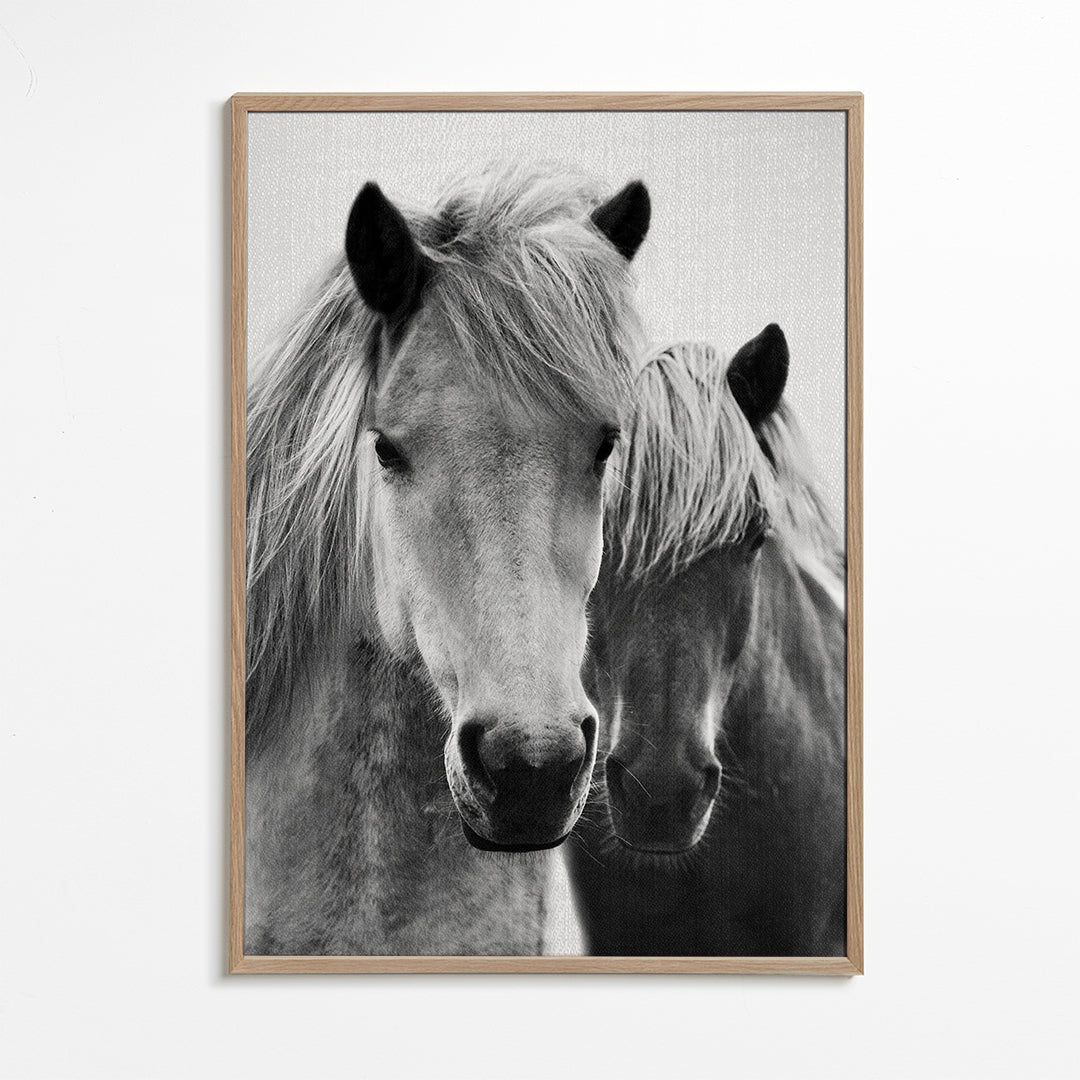 Horses - Black & White 7