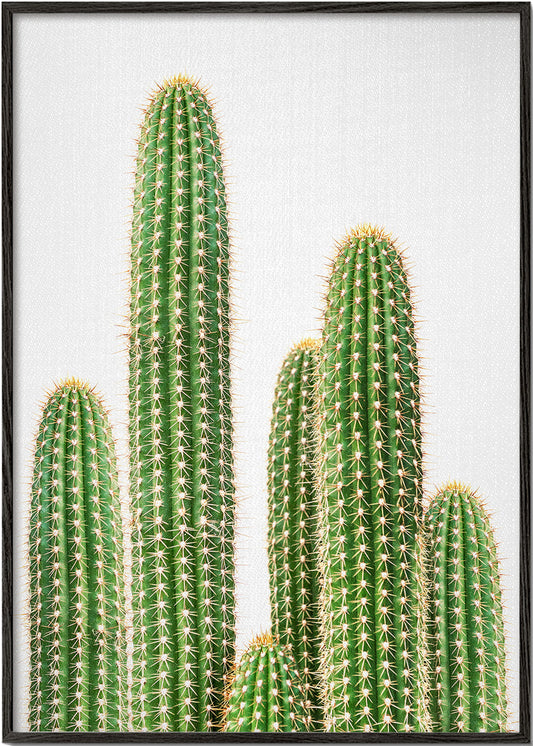 cactus, cacti 2