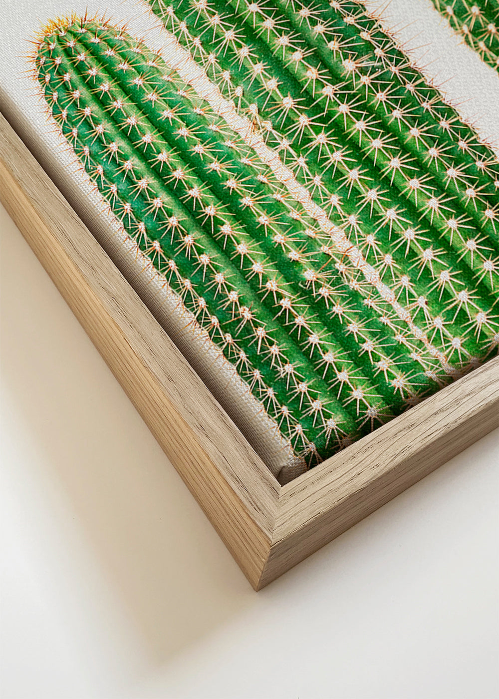 cactus, cacti 2