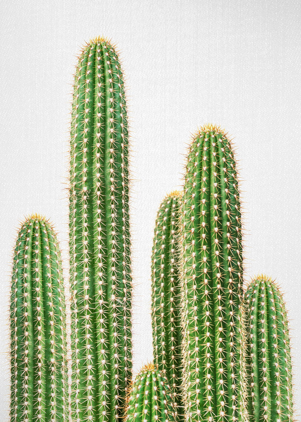 cactus, cacti 2