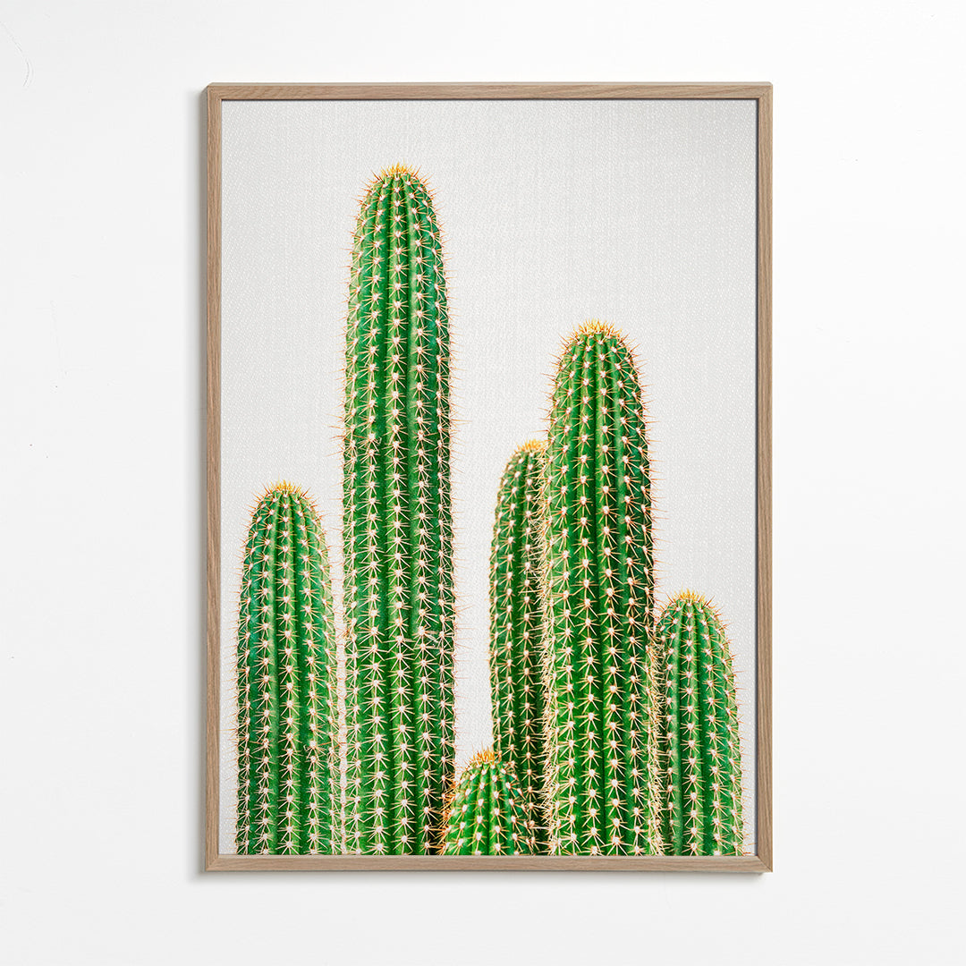 cactus, cacti 2