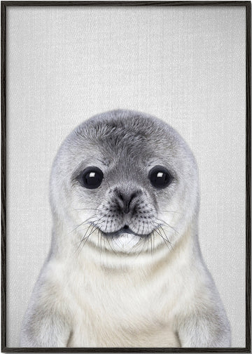 Baby Seal