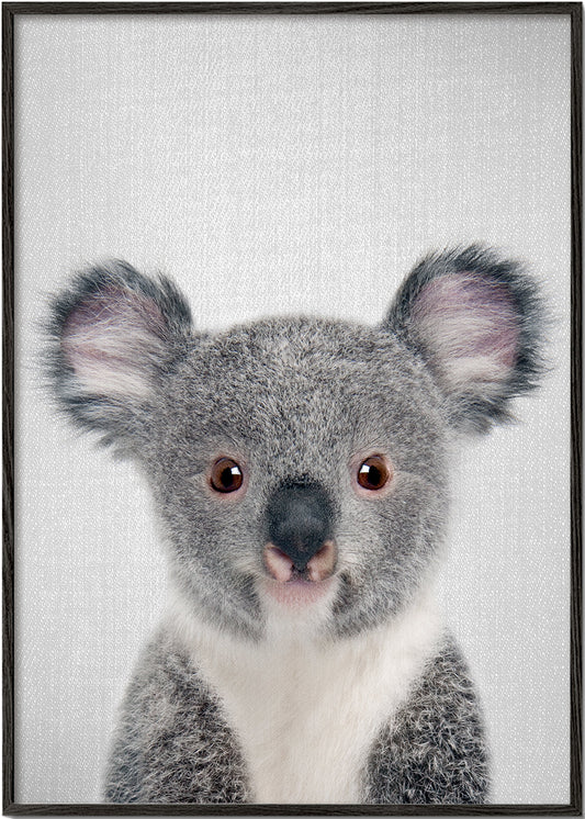 Baby Koala