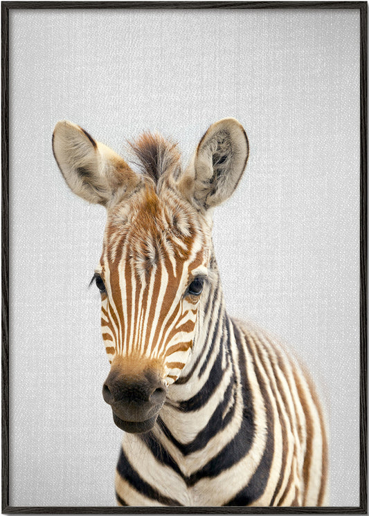 Baby Zebra