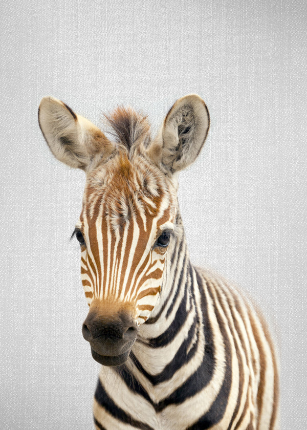 Baby Zebra