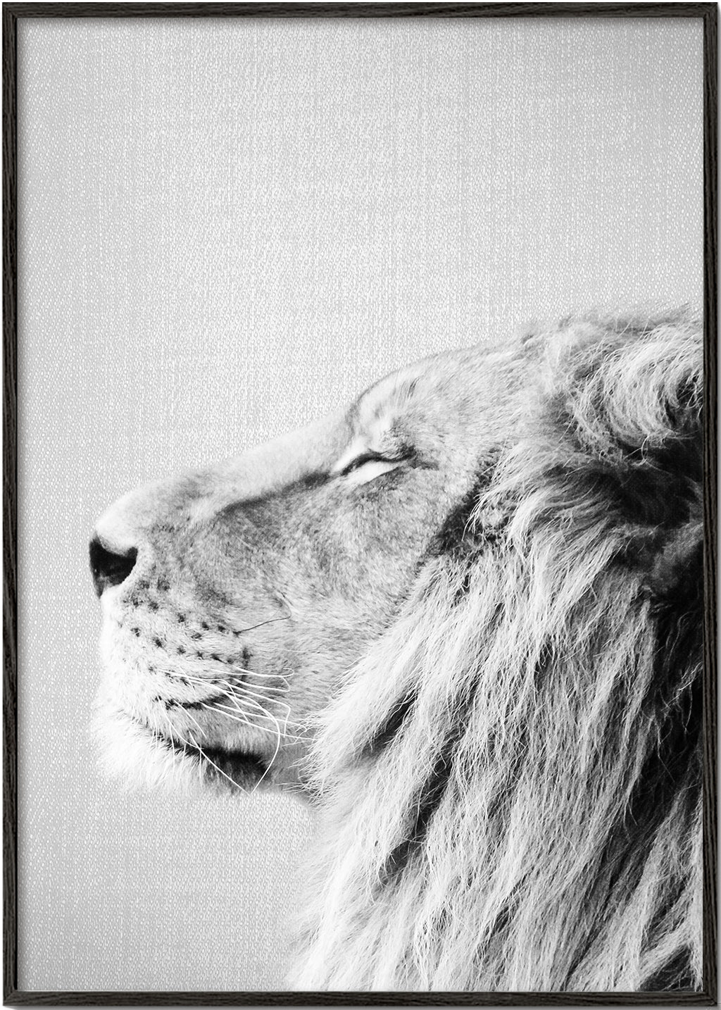 Lion Portrait - Black & White