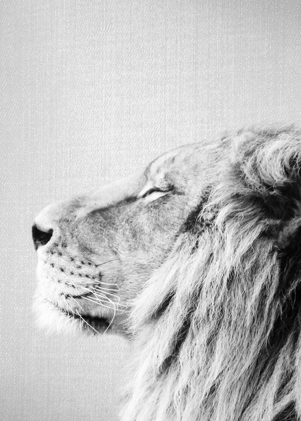 Lion Portrait - Black & White