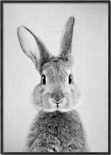 Rabbit - Black & White