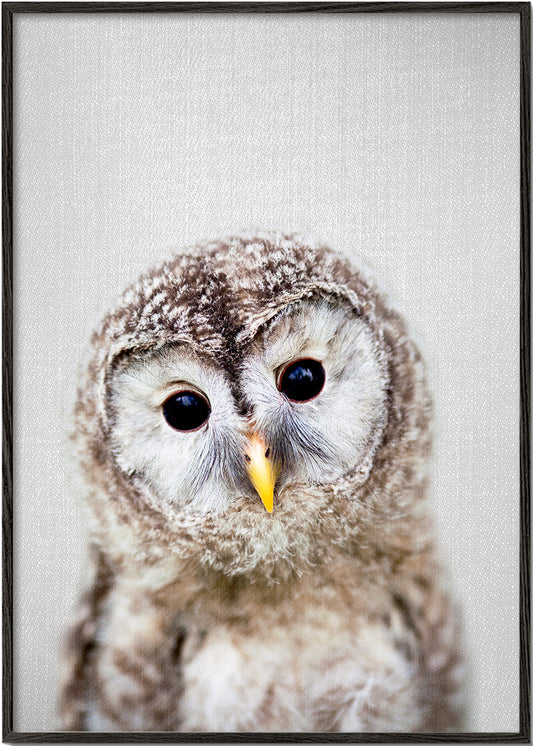 Baby Owl