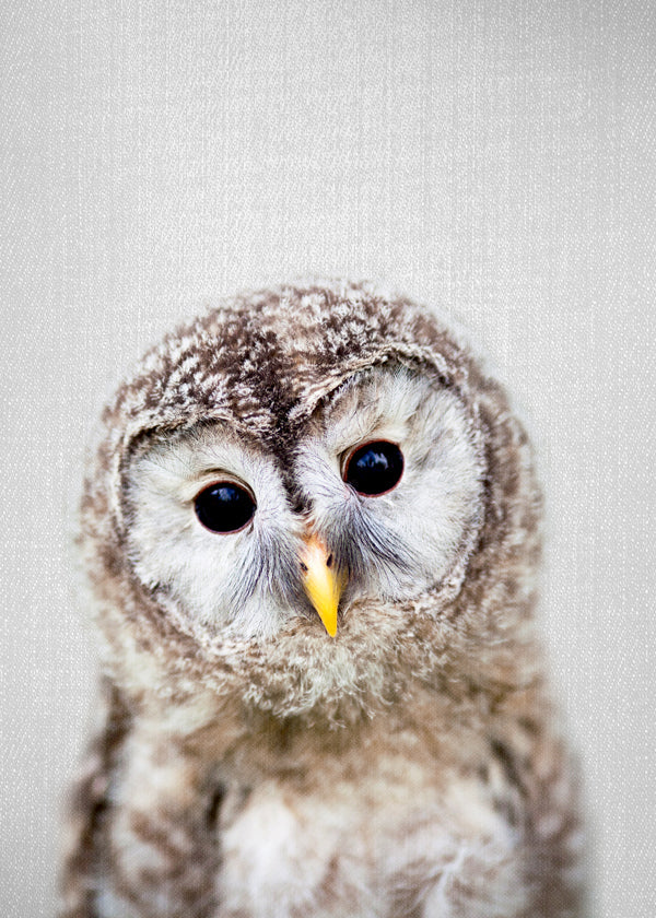 Baby Owl