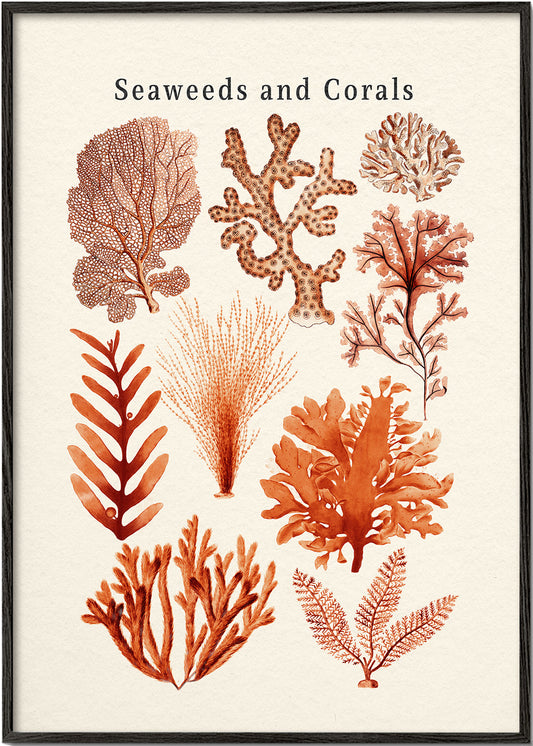 Seaweed & Corals Collection