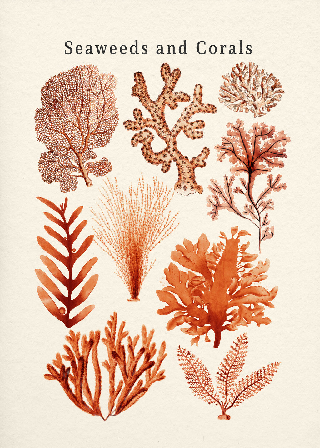 Seaweed & Corals Collection - Unframed art print
