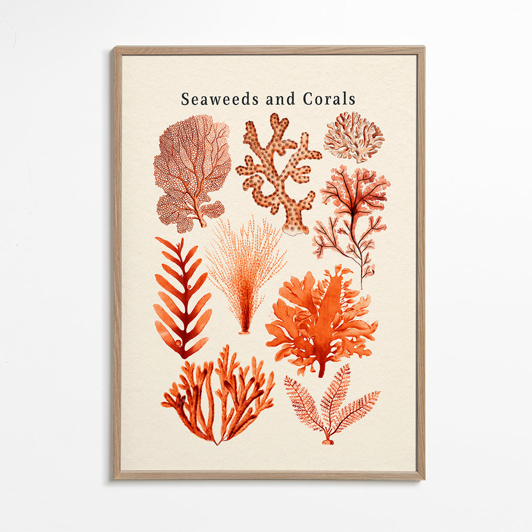 Seaweed & Corals Collection