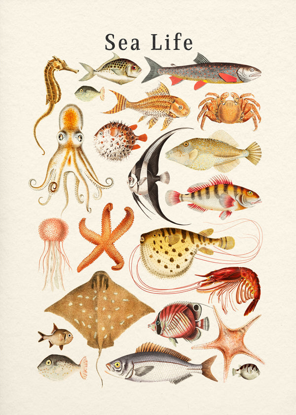 Sea Life Collection