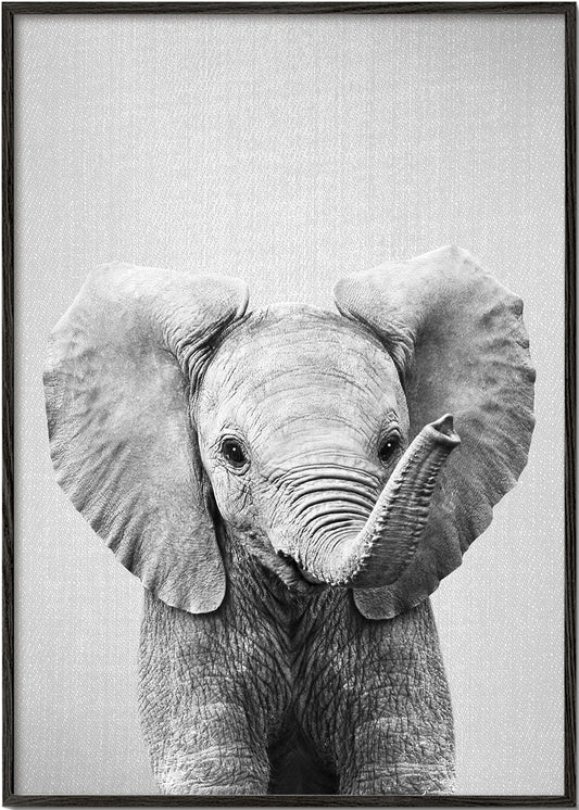 Baby Elephant - Black & White