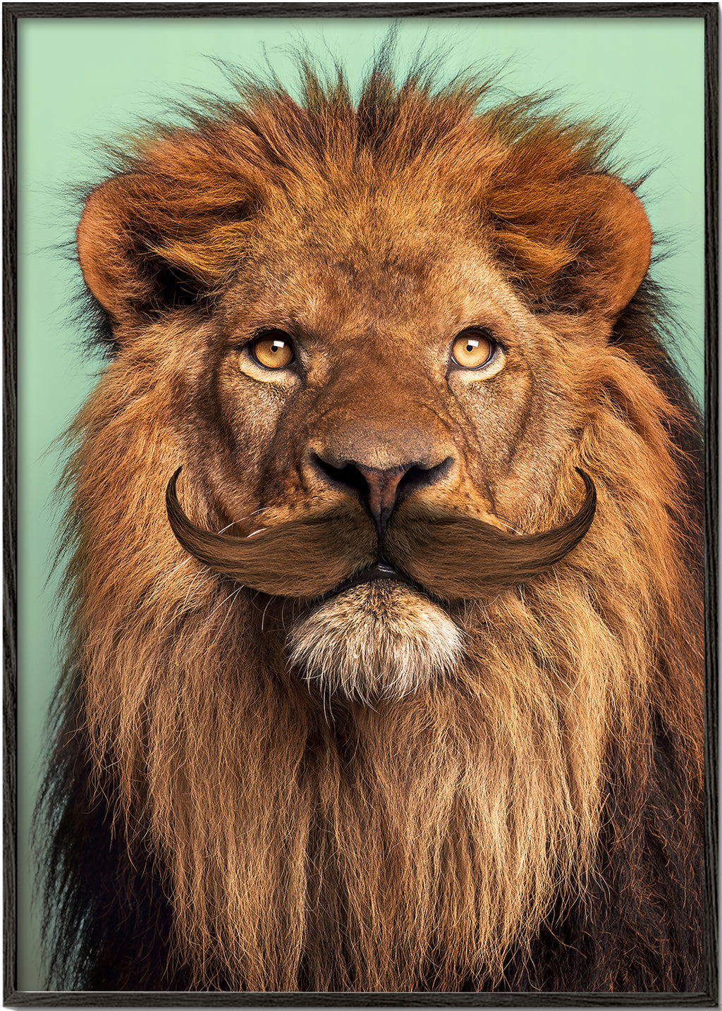 Bearded Lion