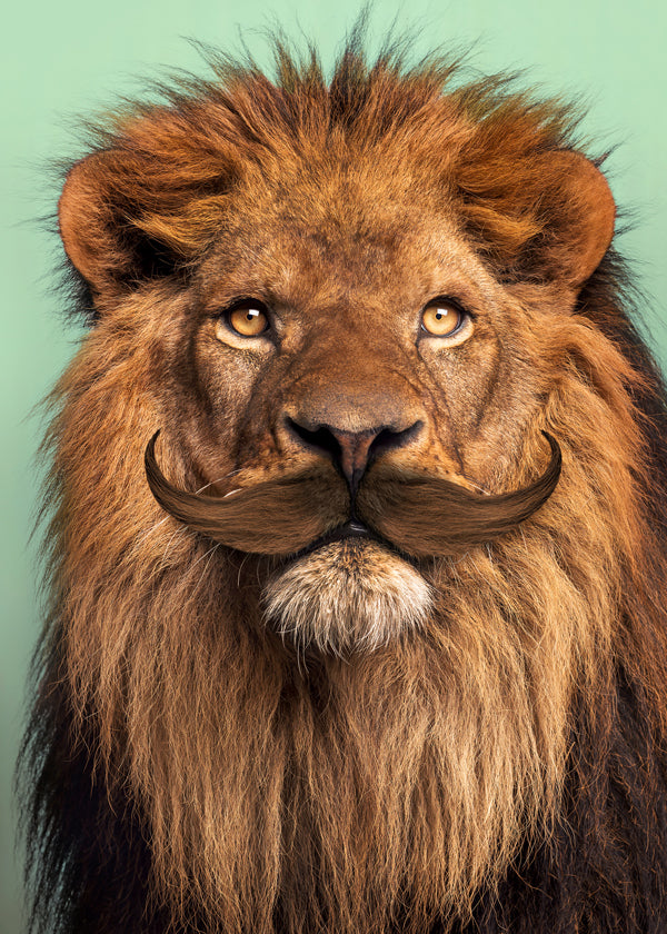 Bearded Lion