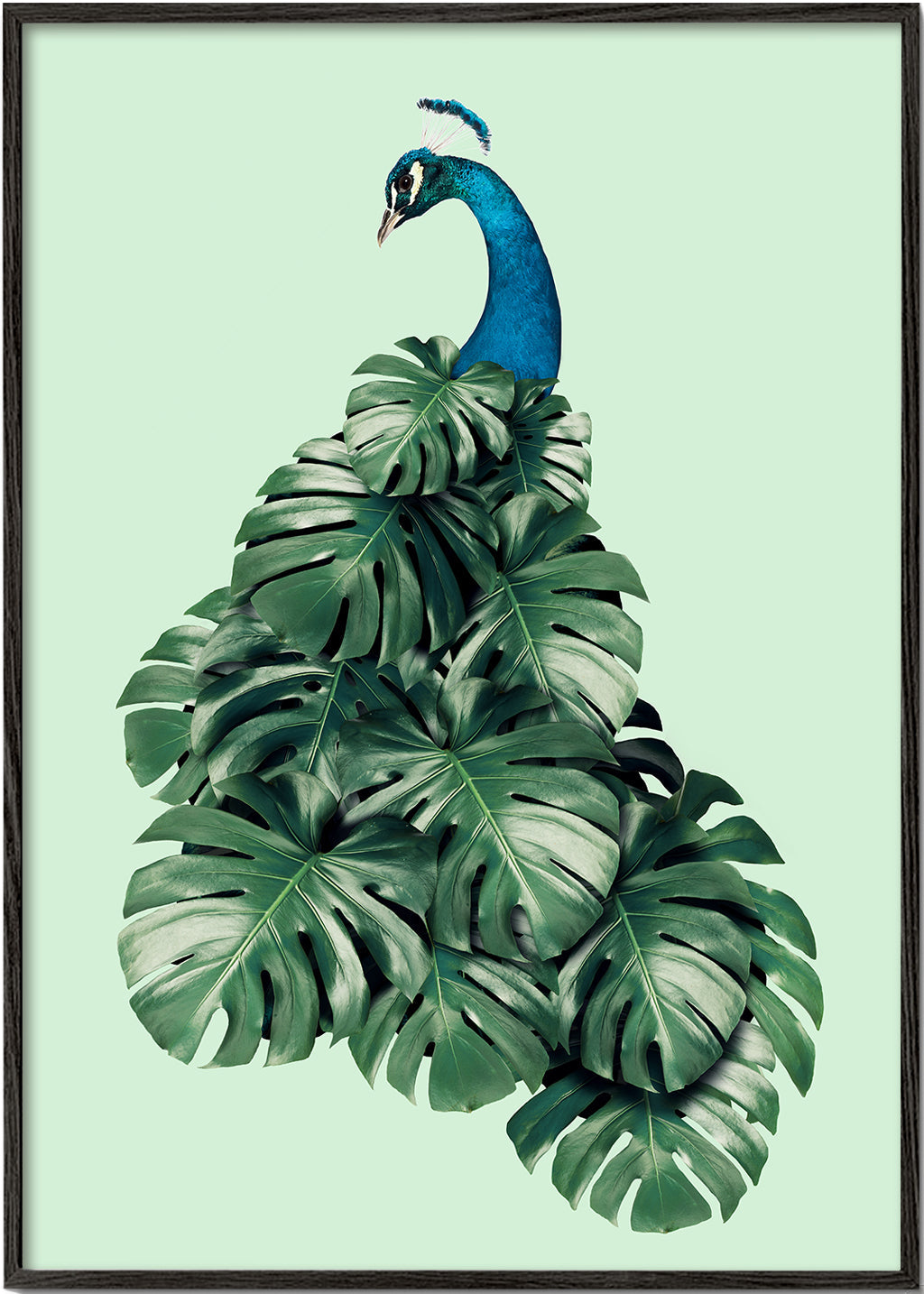 Monstera Bird