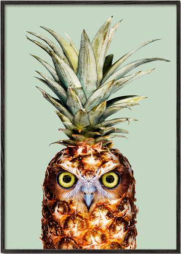 Pineapple Owl