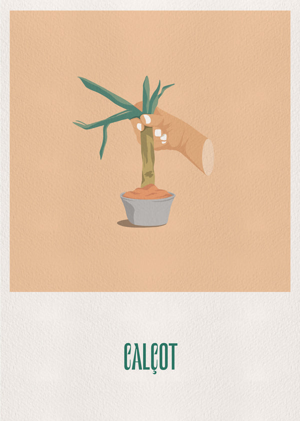 Calçot