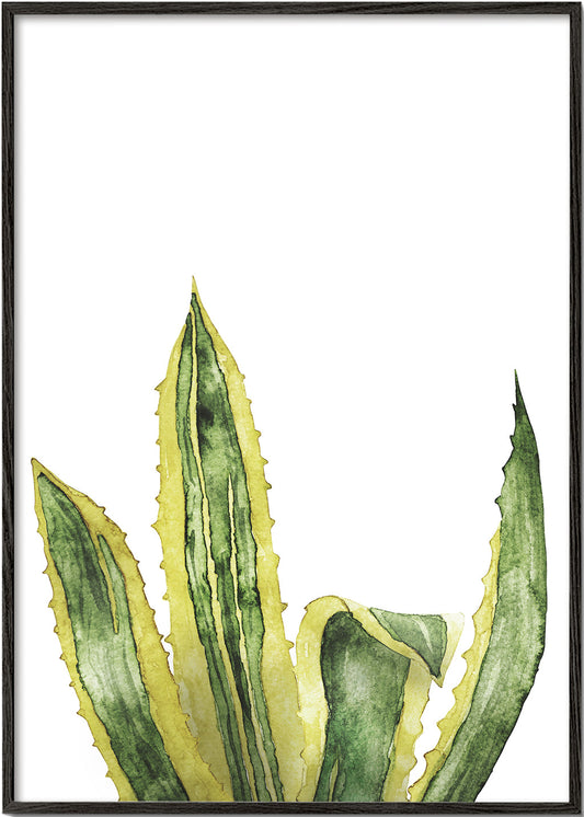 Agave Leaves