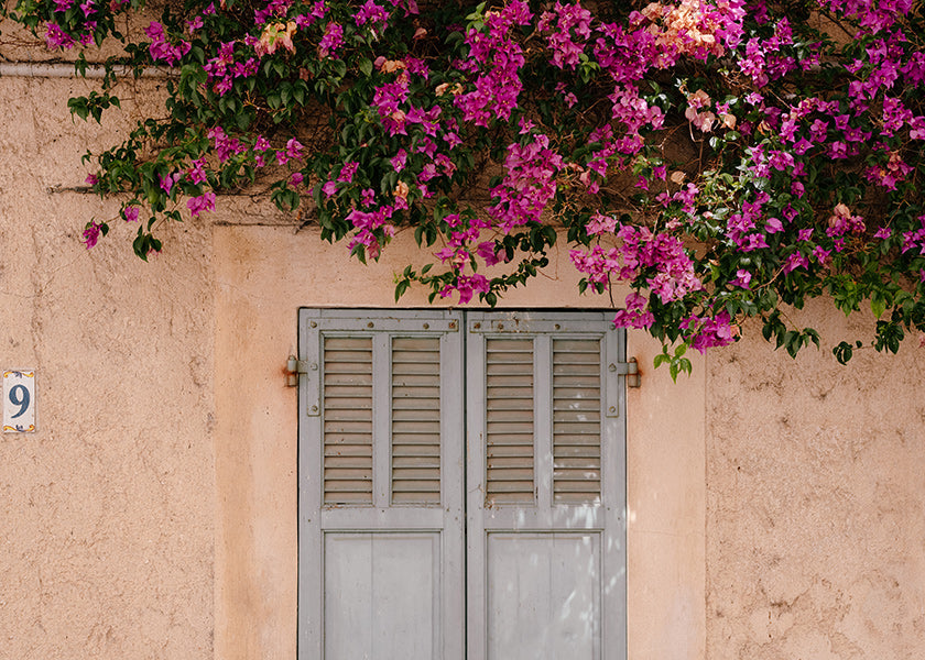 Botanical print: bougainvillea over vintage door