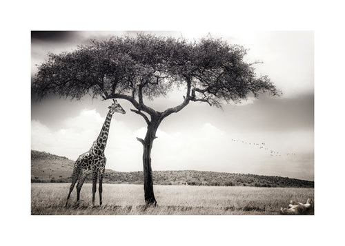 under the African sun - Unframed art print
