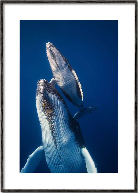 Come back to the surface - Barathieu Gabriel