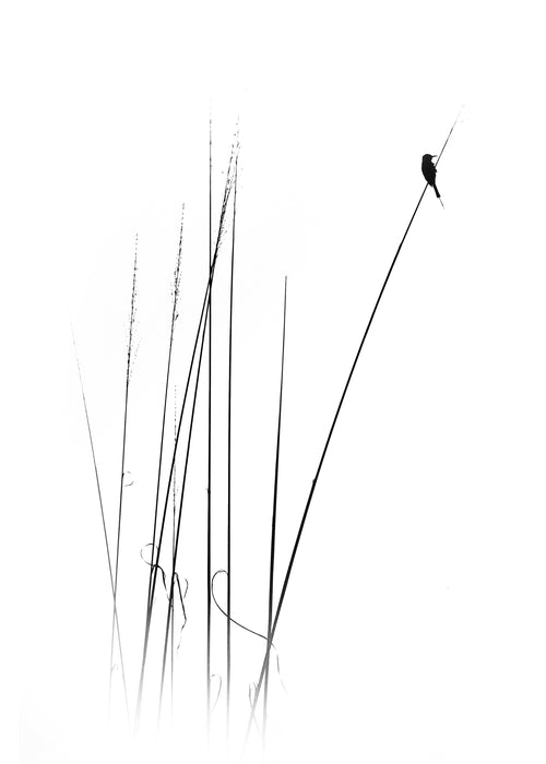 a sabbatical - Unframed art print