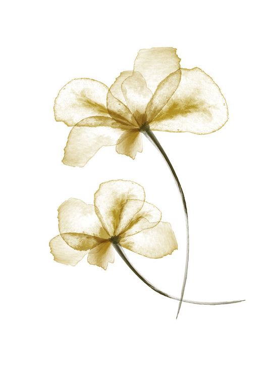 Pressed Flowers - 1x Studio II