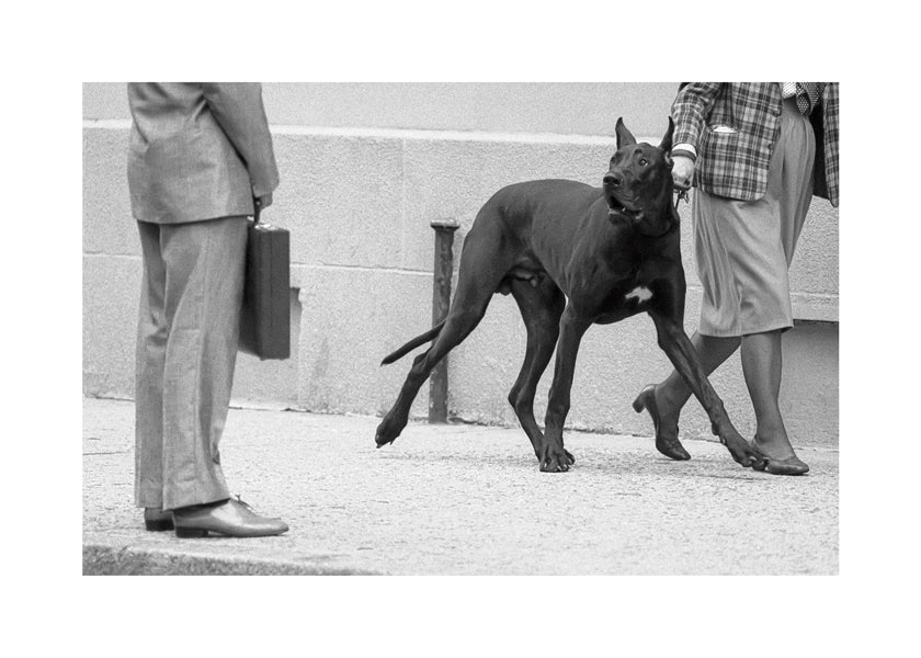 Great dane bodyguard - Dieter Matthes