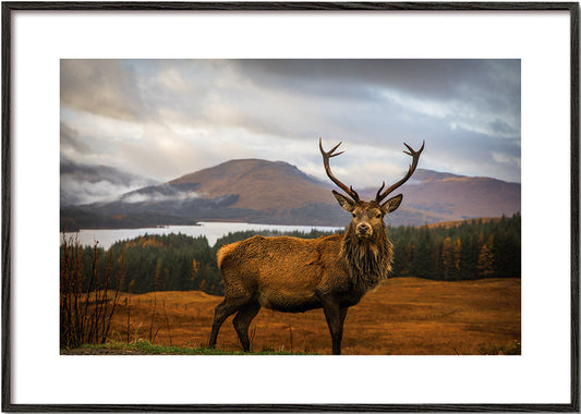 Scottish Stag - Adrian Popan