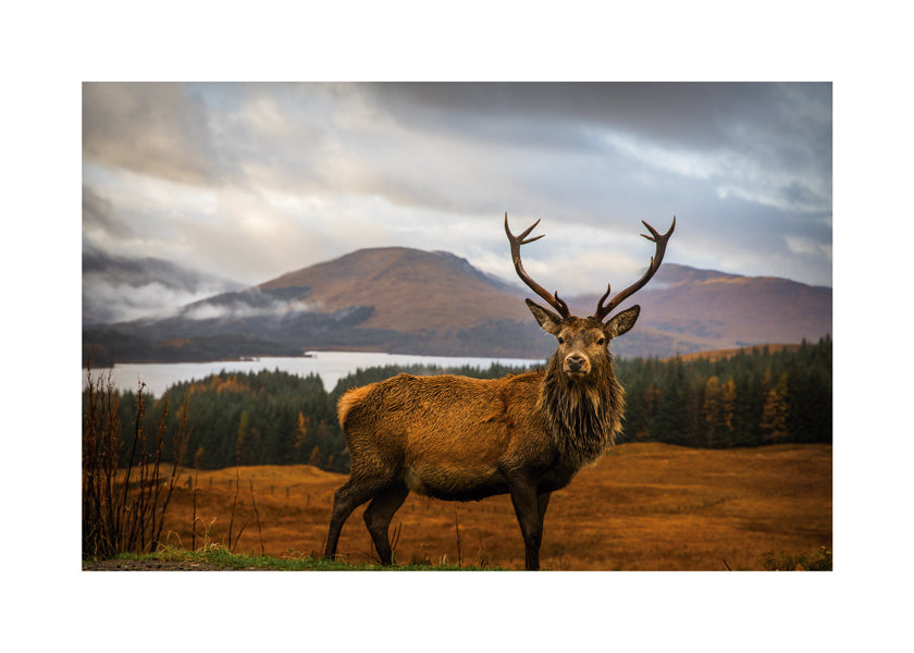 Scottish Stag - Adrian Popan