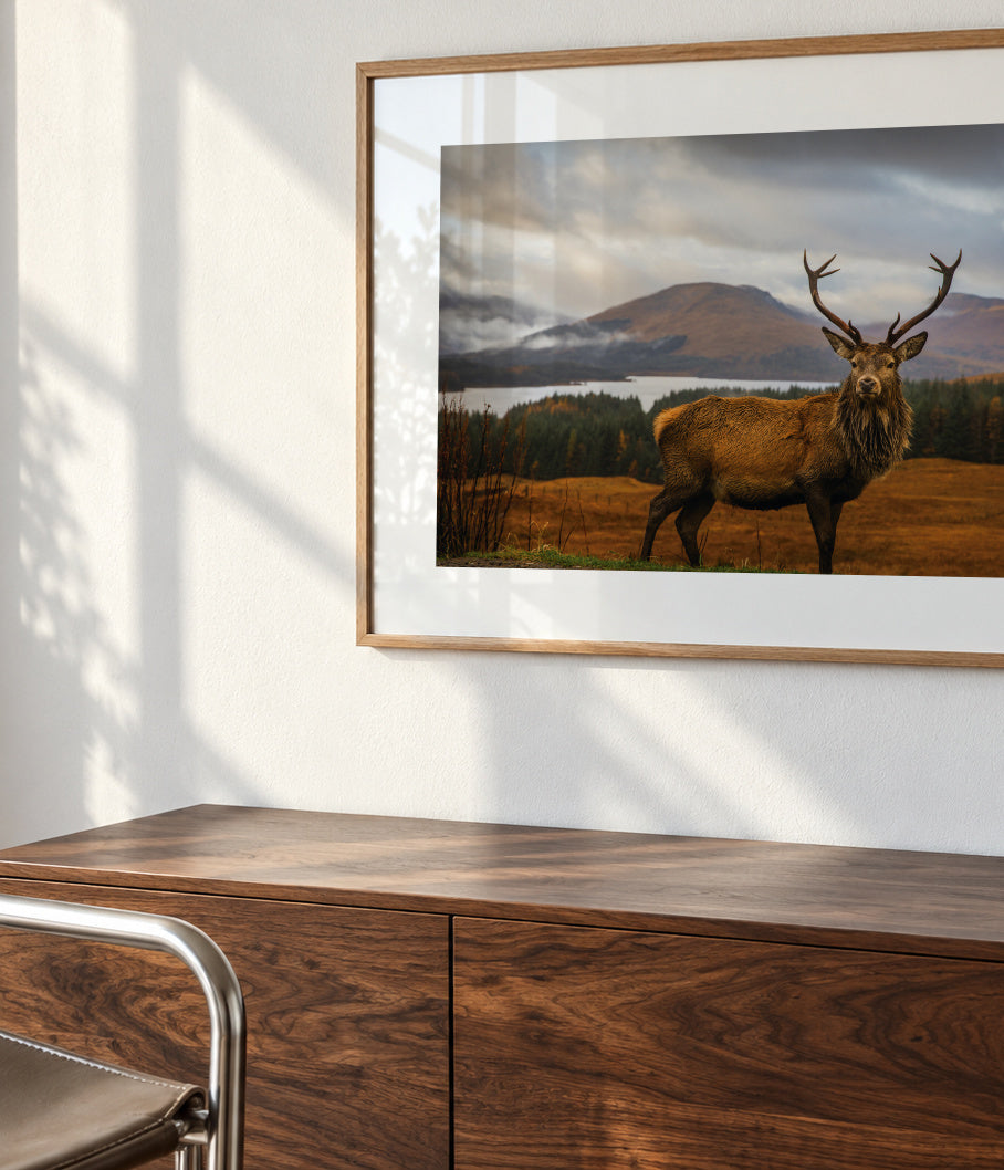 Scottish Stag - Framed poster detail