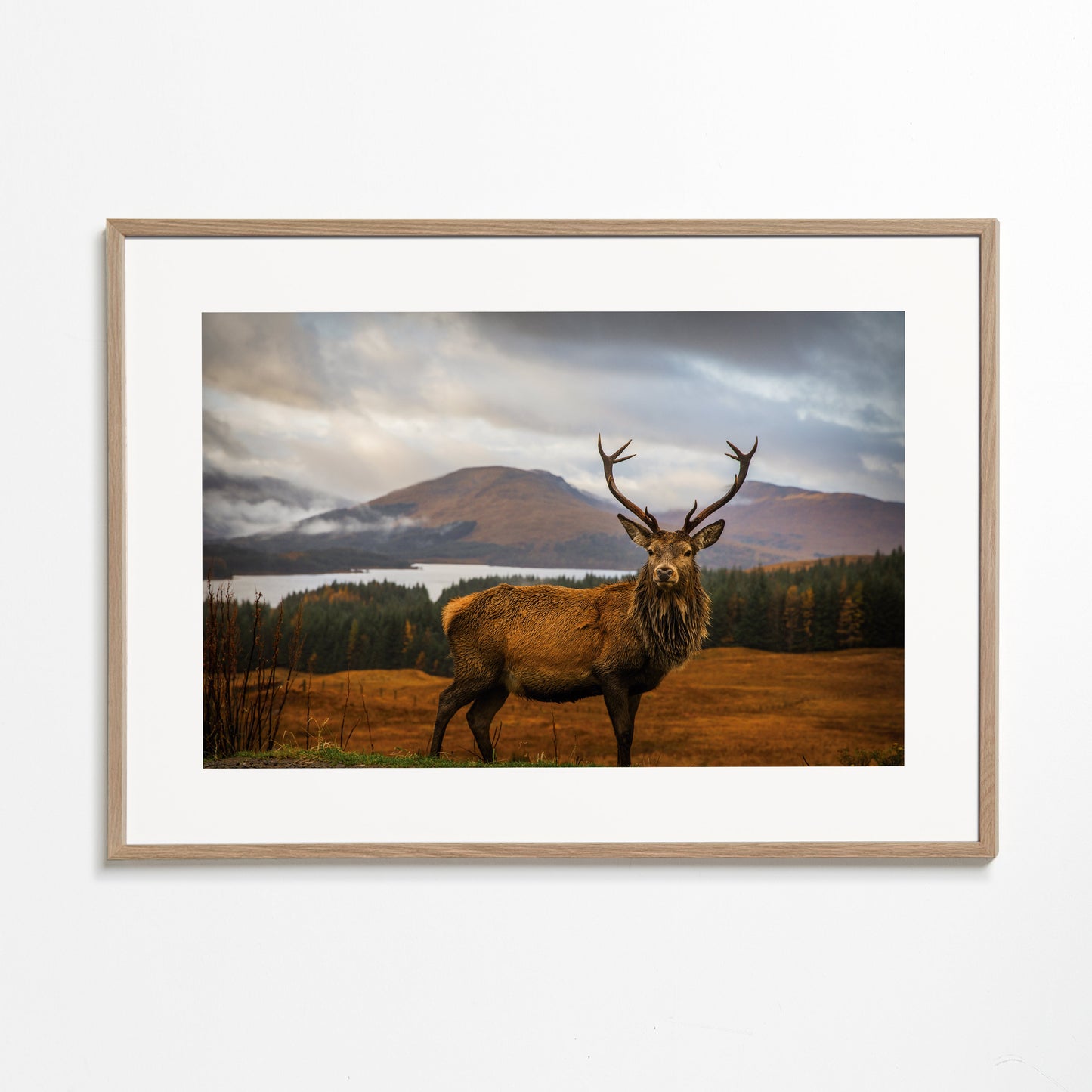 Scottish Stag - Adrian Popan