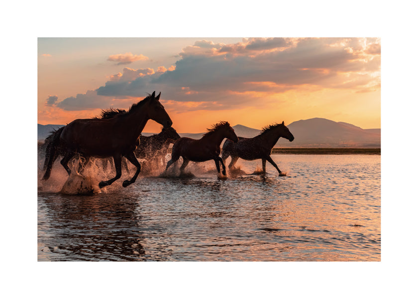 WATER HORSES - BARKAN TEKDOGAN