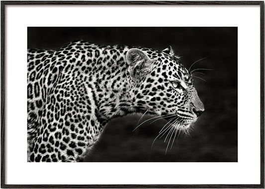 Leopard Close Up - Xavier Ortega