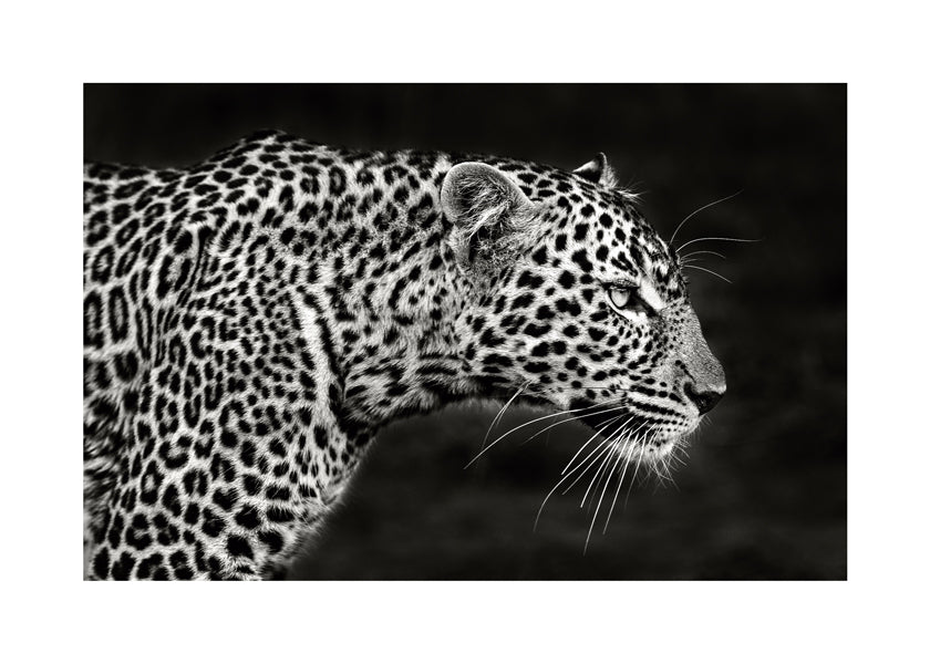 Leopard Close Up - Xavier Ortega