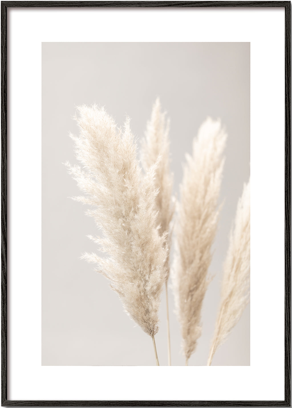 Pampas Grass Grey 02