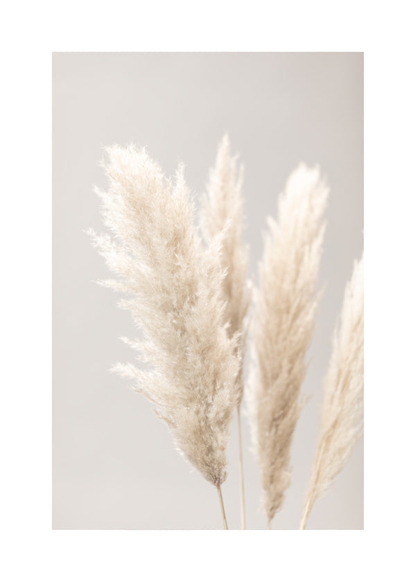 Pampas Grass Grey 02