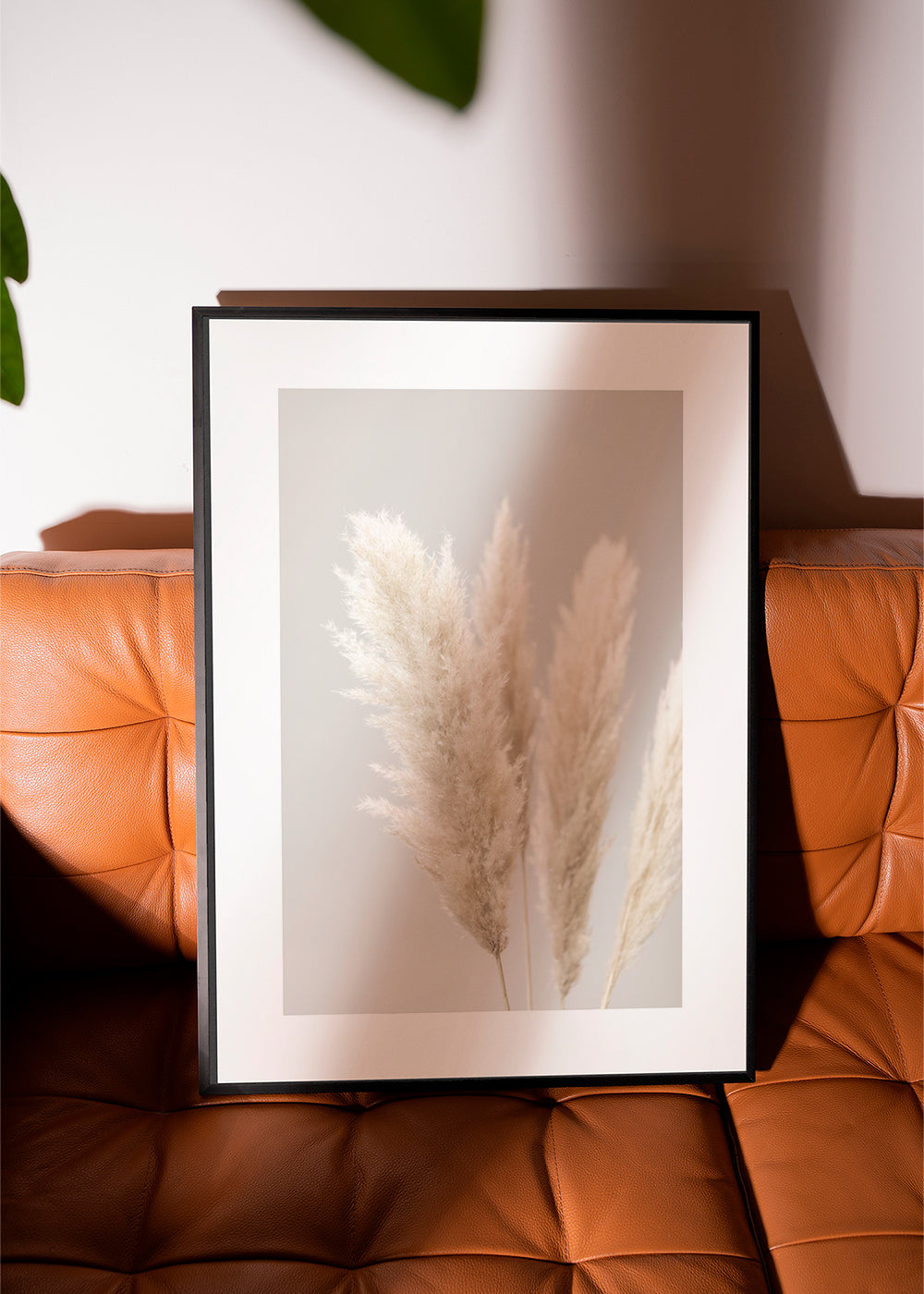 Pampas Grass Grey 02