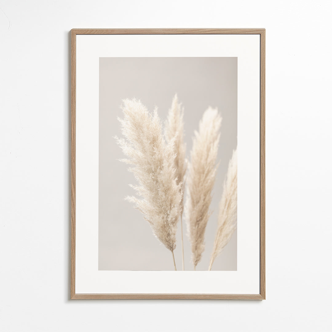 Pampas Grass Grey 02