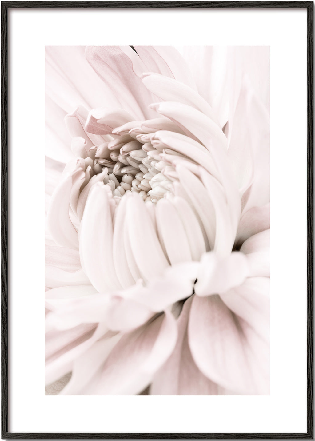 Chrysanthemum No 05