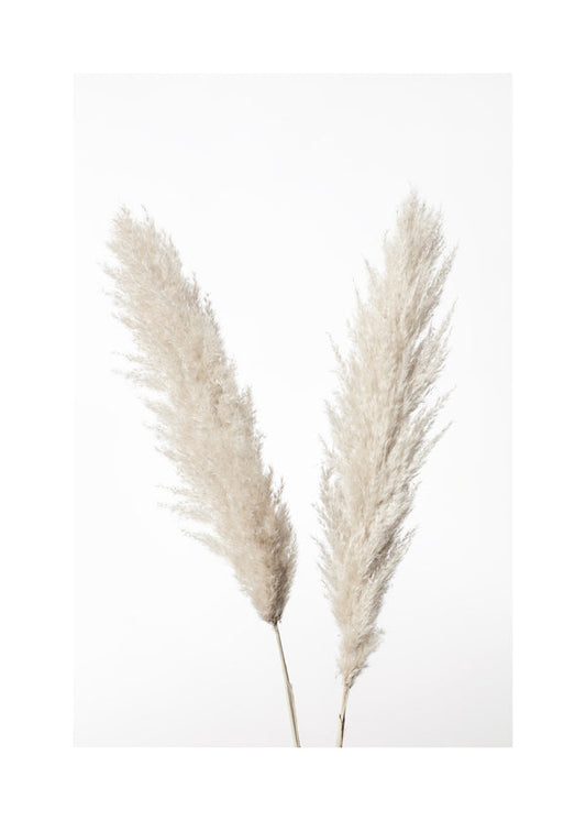 Pampas White