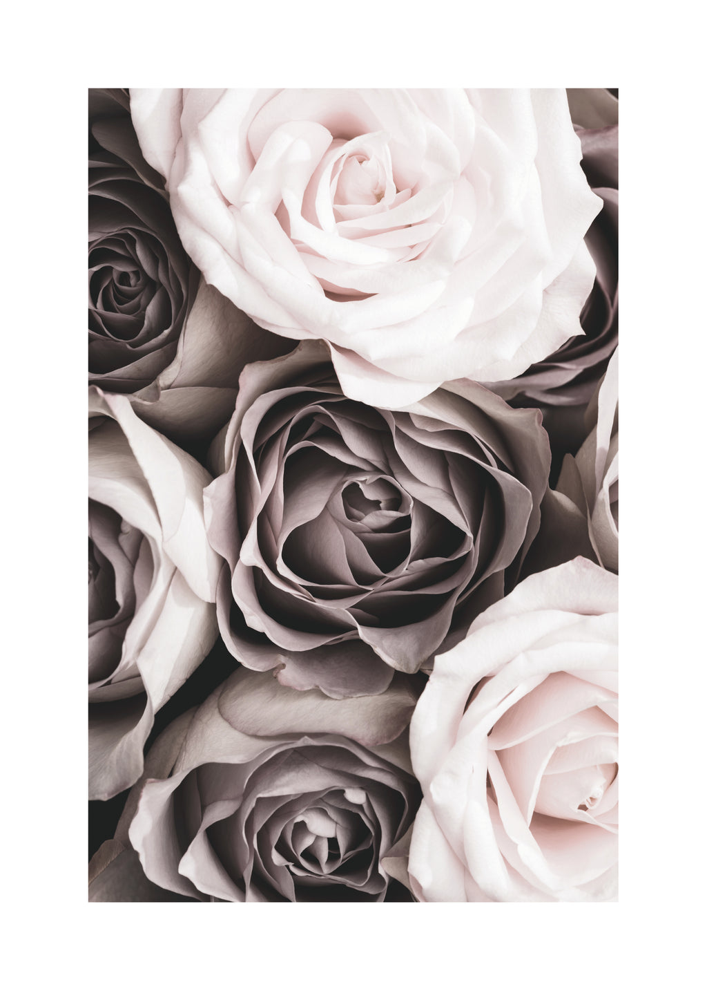 Roses - Unframed art print