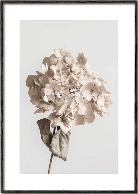 Beige dried flower