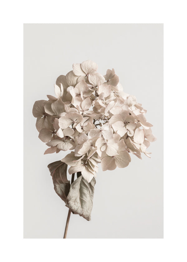 Beige dried flower