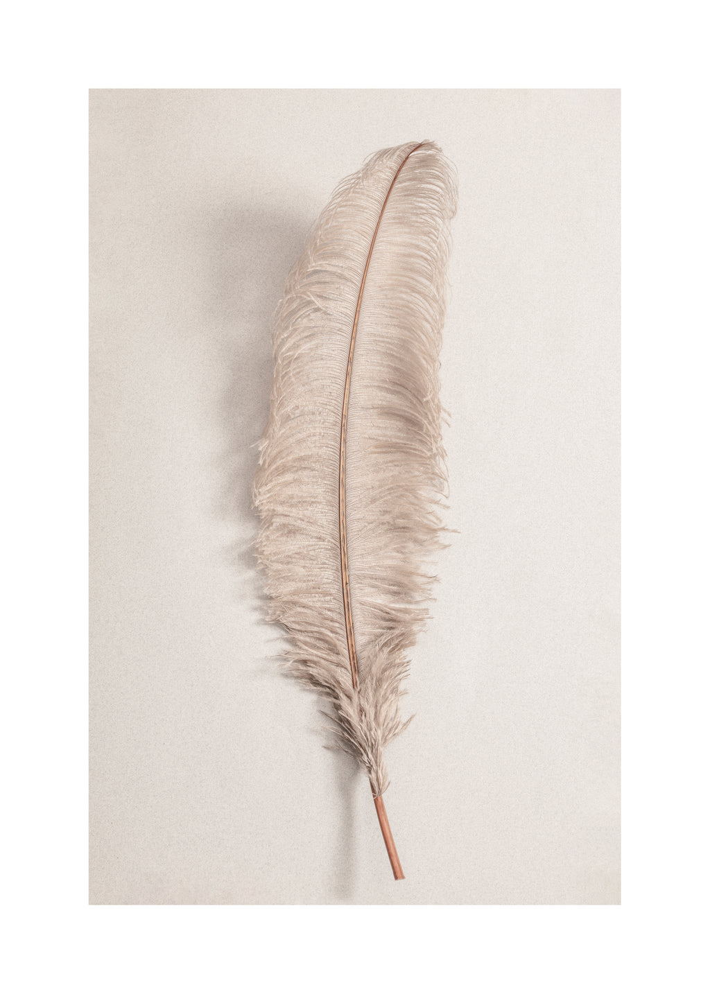 Feather II - Unframed art print