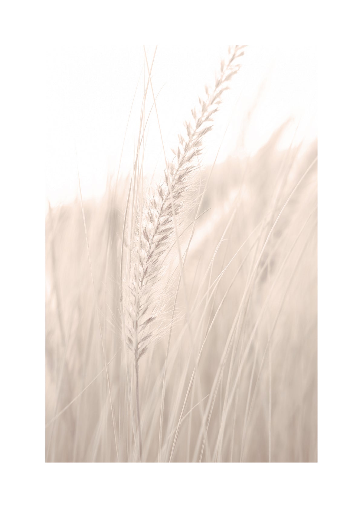 Grass V - Unframed art print