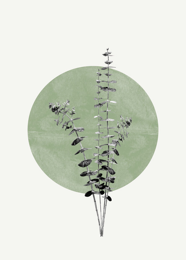 Eucalyptus and Green Moon - THE MIUUS STUDIO